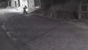 Divinópolis: Shih-tzu é levada por motociclista
