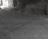 Divinópolis: Motociclista devolve Shih-tzu