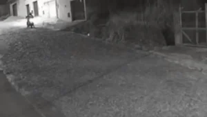 Divin&oacute;polis: Motociclista devolve Shih-tzu