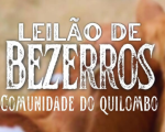 Comunidade rural do Quilombo prepara leilão de bezerros para o dia 16