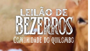 Comunidade rural do Quilombo prepara leilão de bezerros para o dia 16