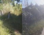 Morador reclama de mato alto na Av. Autorama, em Divinópolis