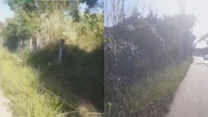 Morador reclama de mato alto na Av. Autorama, em Divin&oacute;polis