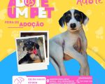 Projeto Tampets de proteção voluntária realiza feira de adoção