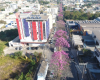Ipês florescem e enfeitam Divinópolis