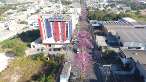 Ipês florescem e enfeitam Divinópolis