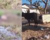 Morador denuncia cavalo morto em córrego e maus-tratos a gado em São José dos Salgados