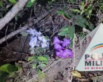 Carmo do Cajuru: Homem é preso após furtar orquídea em sítio