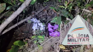 Carmo do Cajuru: Homem &eacute; preso ap&oacute;s furtar orqu&iacute;dea em s&iacute;tio