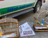 Polícia resgata pássaros silvestres e multa de quase 8 mil reais