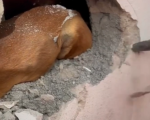Divinópolis: Bombeiros resgatam cachorrinha presa em muro