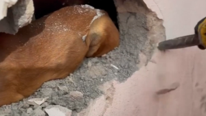 Divin&oacute;polis: Bombeiros resgatam cachorrinha presa em muro