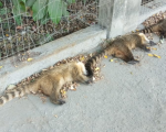 Animais encontrados mortos em Divinópolis: causas estão sendo investigadas