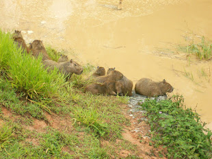 Rio Itapecerica - Capivaras