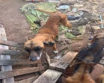 Homem é preso pela por maus-tratos contra animais em Alfenas