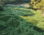 Rio Itapecerica em Divinópolis sofre novamente infestação de aguapés