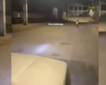 Vídeo: Morador flagra lobo-guará em Ermida