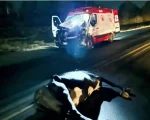 Vaca solta na BR-262 causa acidente de ambulância do Samu que transportava gestante