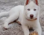 Divinópolis: Condutor pega cachorro e foge no bairro Santa Rosa