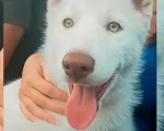 Divinópolis: Cachorro levado por condutor no Santa Rosa é encontrado