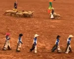 Divinopolitano é destaque do rodeio em carneiros de Barretos; veja os ganhadores