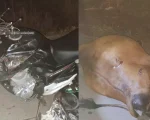 Pará de Minas: Motociclista morre ao bater veículo em vaca solta na BR-262