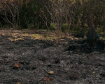 Queimada sem permissão na zona rural de São Sebastião do Oeste resulta em multa