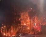 Incêndio atinge bambuzal atrás do Mineirinho em BH; Bombeiros utilizam 10 mil litros de água para conter chamas