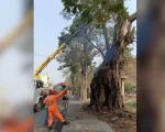 Árvore no Centro de Formiga é removida após possível incêndio criminoso