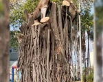 Prefeitura explica corte de árvore na Praça da Catedral em Divinópolis