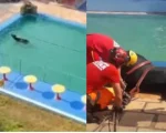 Oliveira: Bombeiros resgatam búfalo em piscina de clube; veja vídeo