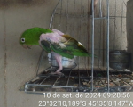 Idoso é multado em mais de R$ 34 mil por manter aves silvestres em cativeiro