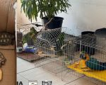 Divinópolis: Mulher é multada em quase R$ 100 mil por criar animais silvestres sem permissão
