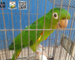 Mulher é multada em 19 mil reais por manter ave silvestre em cativeiro e provocar incêndio