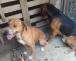 Agressor de cães é preso em flagrante e sem direito a fiança