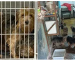 Dez cães são resgatados de canil clandestino em BH