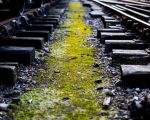 Homem é morto com mais de 10 tiros na cabeça e atingido por trem na Grande BH