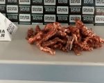 Idoso é preso com fios de cobre furtados em Nova Serrana