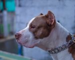 Dona de cachorro atacado por Pit Bull fica ferida durante o incidente; ela está grávida