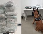 ‘Passageiro da agonia’: Homem é preso com 21 kg de skunk no Aeroporto de Confins