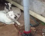 Formiga: Homem é detido por maus-tratos a cães