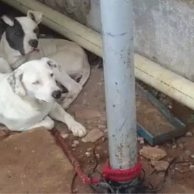 Formiga: Homem é detido por maus-tratos a cães