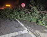 Formiga: Após forte chuva, árvores bloqueiam rodovia MG-050