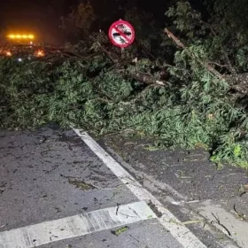 Formiga: Após forte chuva, árvores bloqueiam rodovia MG-050