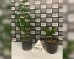 Menor é pego com árvore de natal do crime no Quintino