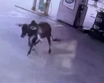 Bezerro invade Posto de Combustíveis na MG-050 em Divinópolis