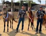 Sindicato Rural de Divinópolis realiza Exposição do Cavalo Mangalarga