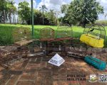 Livres como um pássaro: aves em cativeiro são libertas em Samonte