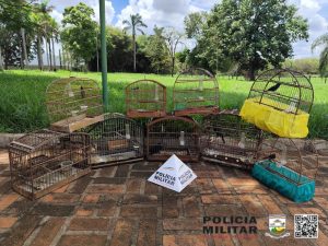 Livres como um p&aacute;ssaro: aves em cativeiro s&atilde;o libertas em Samonte