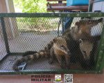 Idoso é multado em mais de 150 mil reais por ter animais silvestres em cativeiro